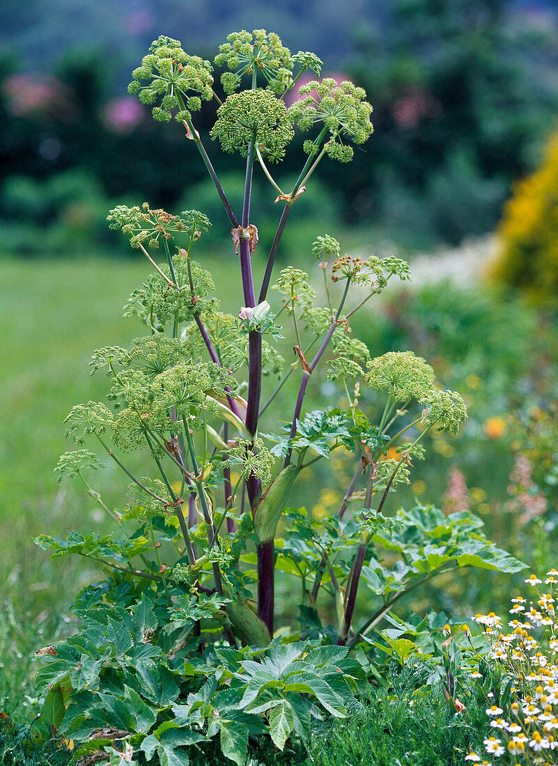 Angelica archangelica (angelica)