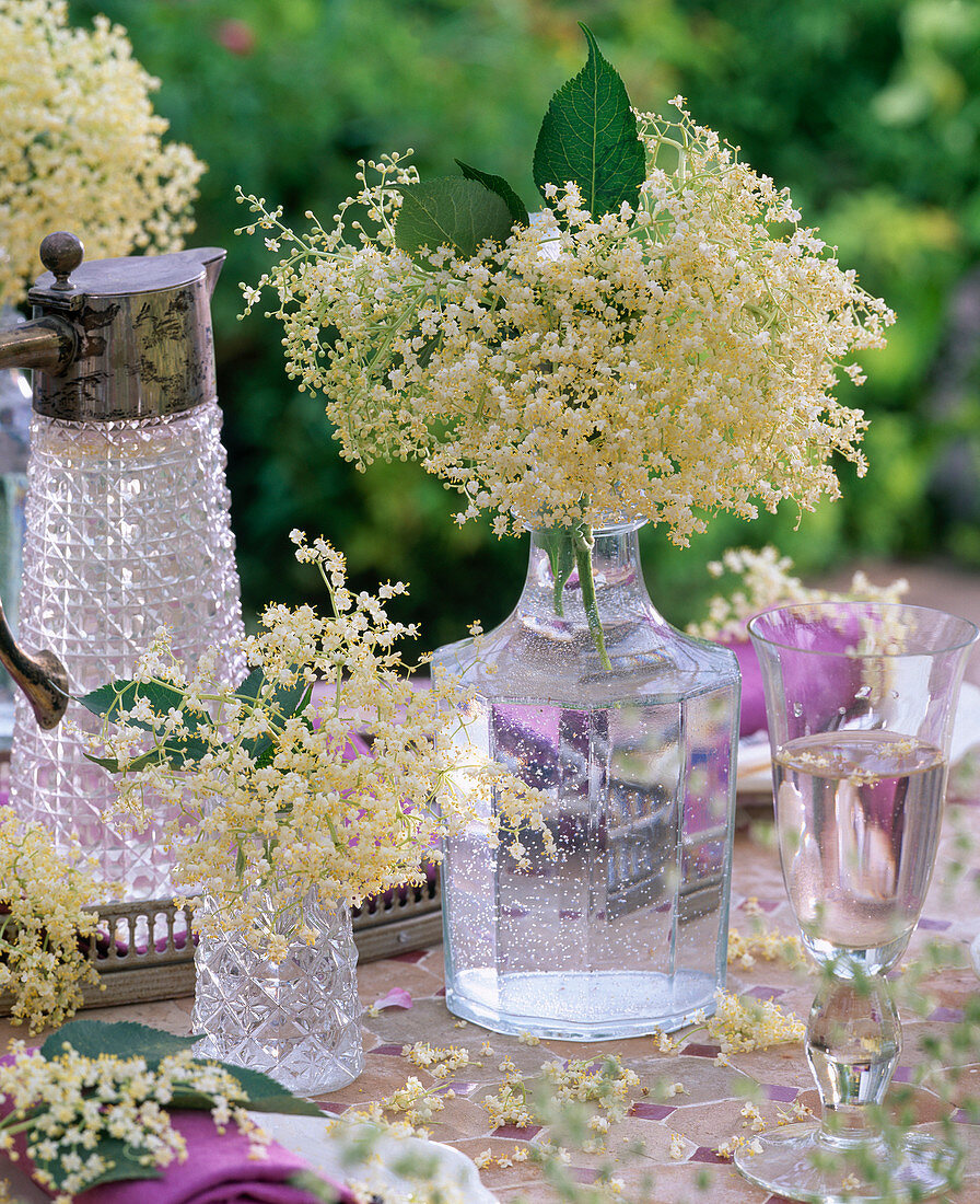 Blütenstände von Sambucus nigra (Schwarzem Holunder) in Glasflaschen, Glas