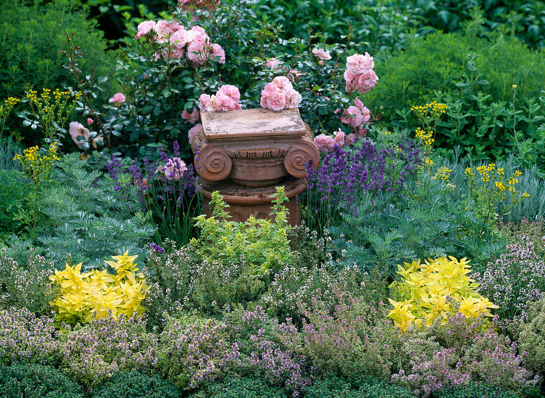 Herb bed with thymus citriodorus, Origanum