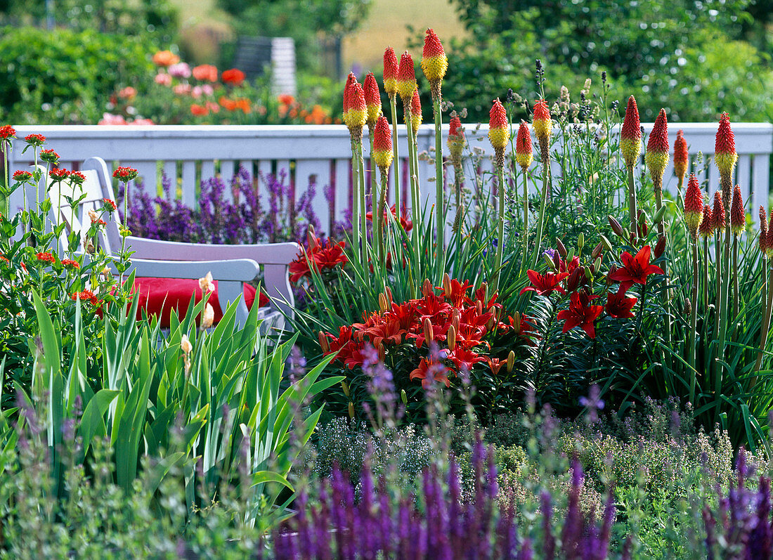 Kniphofia (torch lily), Lilium asiaticum 'Red Dwarf' (lily)