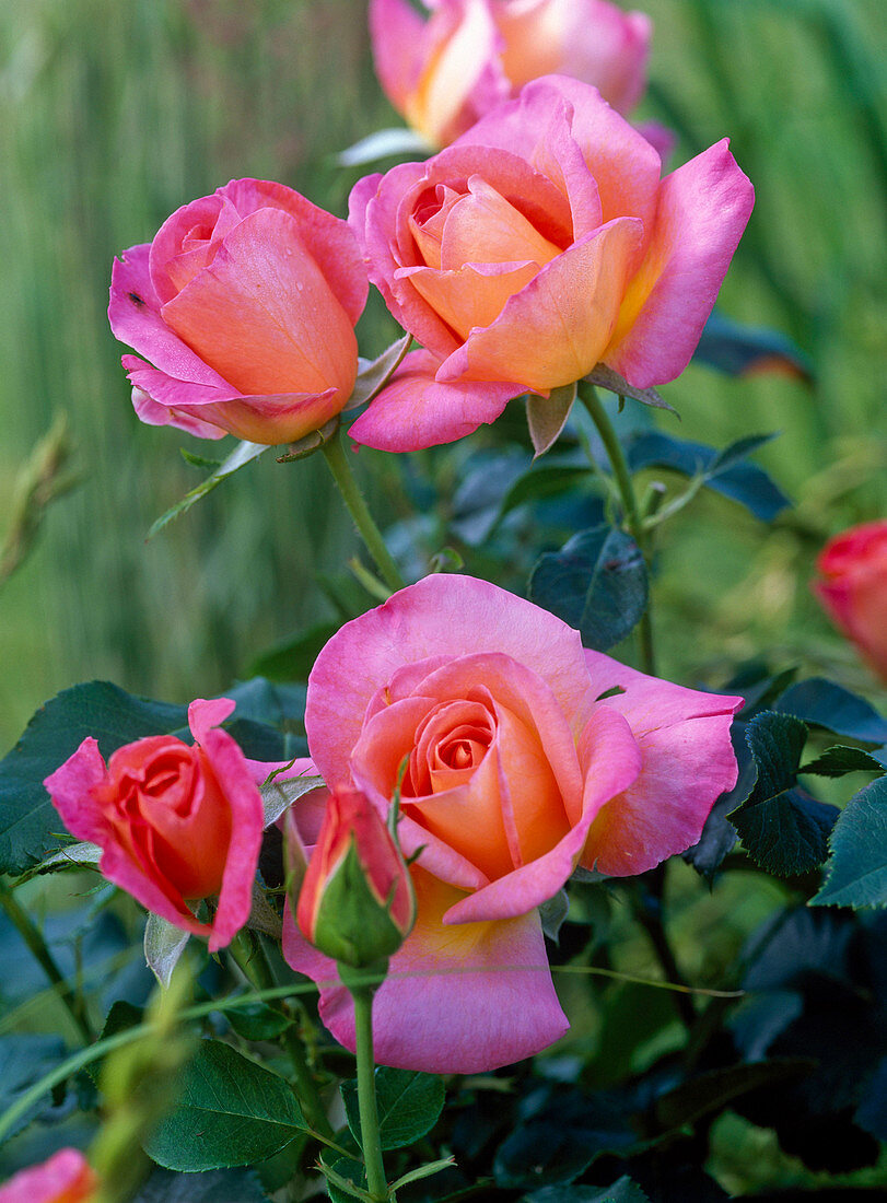 Pink 'Inspiration' (Edelrose) budding, more flowering, no scent