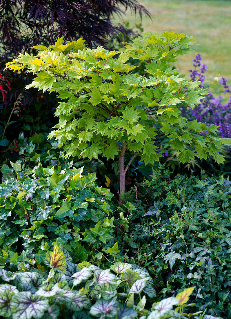 Acer japonicum 'Aureum' (Goldahorn)
