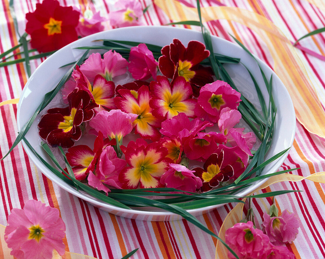Blüten von Primula (Frühlingsprimeln) und Gräser in Schale mit Wasser
