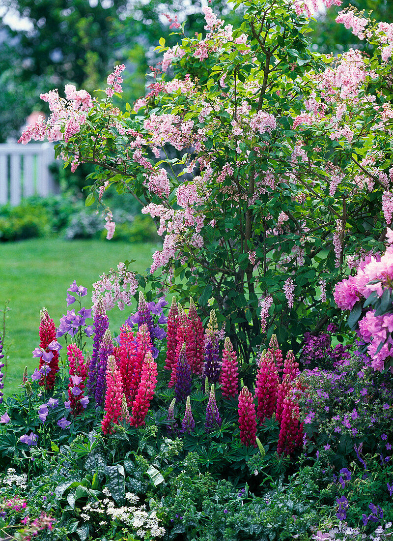 Lupinus (Lupinen), Pulmonaria (Lungenkraut), Campanula