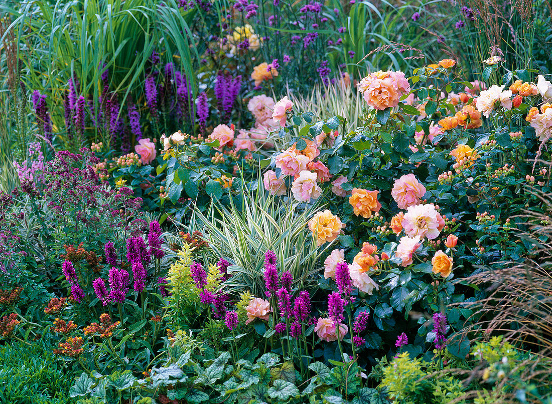 Rose 'Tequila', Hypericum with fruits