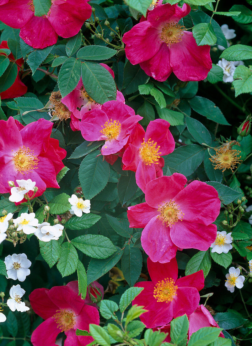 Rosa 'Scharlachglut' (shrub rose)