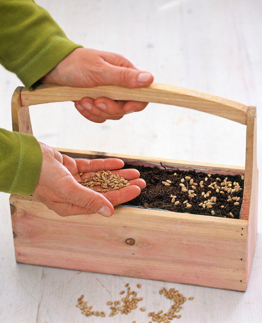 Sowing wheatgrass in a wooden box with a handle (2/4)