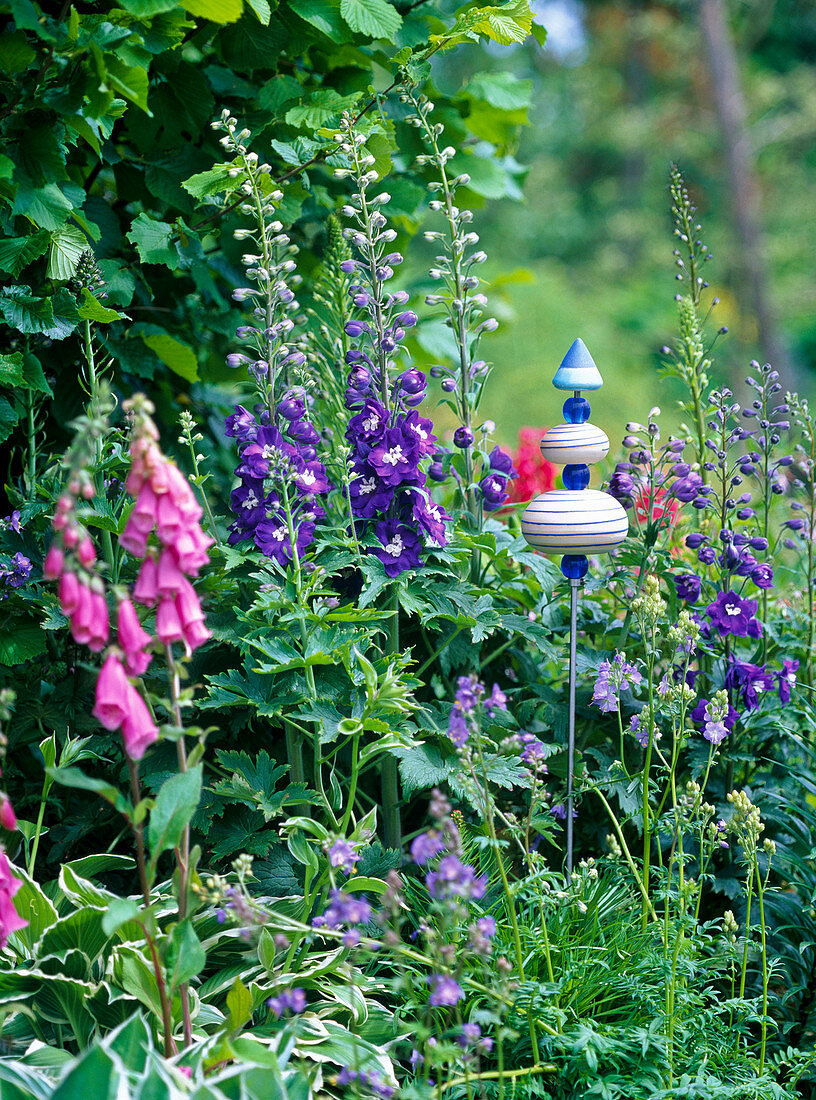 Delphinium pacific series (delphinium), Digitalis (foxglove), Polemonium