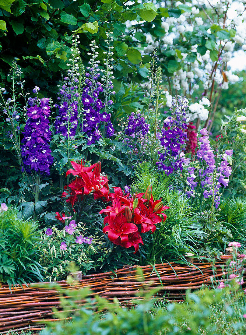 Delphinium (Rittersporn), Lilium (Lilien), Liatris (Prachtscharte)