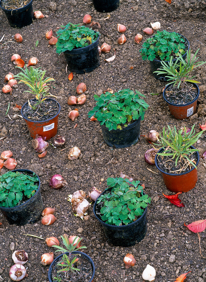 Plant a round bed with perennials and hanging cherry