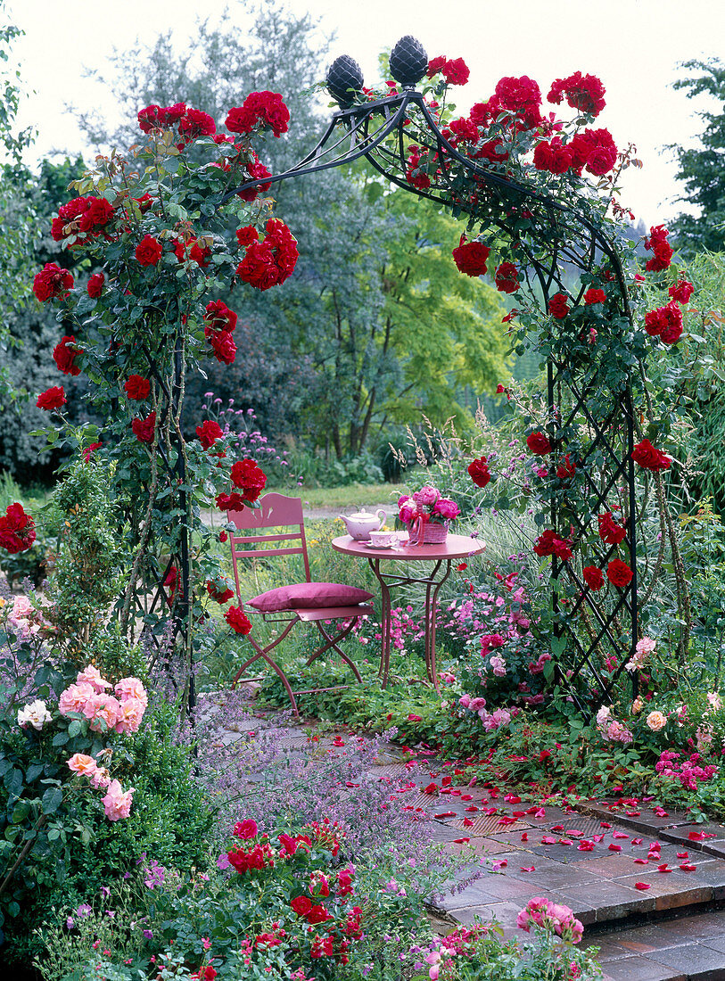 Rosenbogen mit Rosa 'Santana' (Kletterrose)