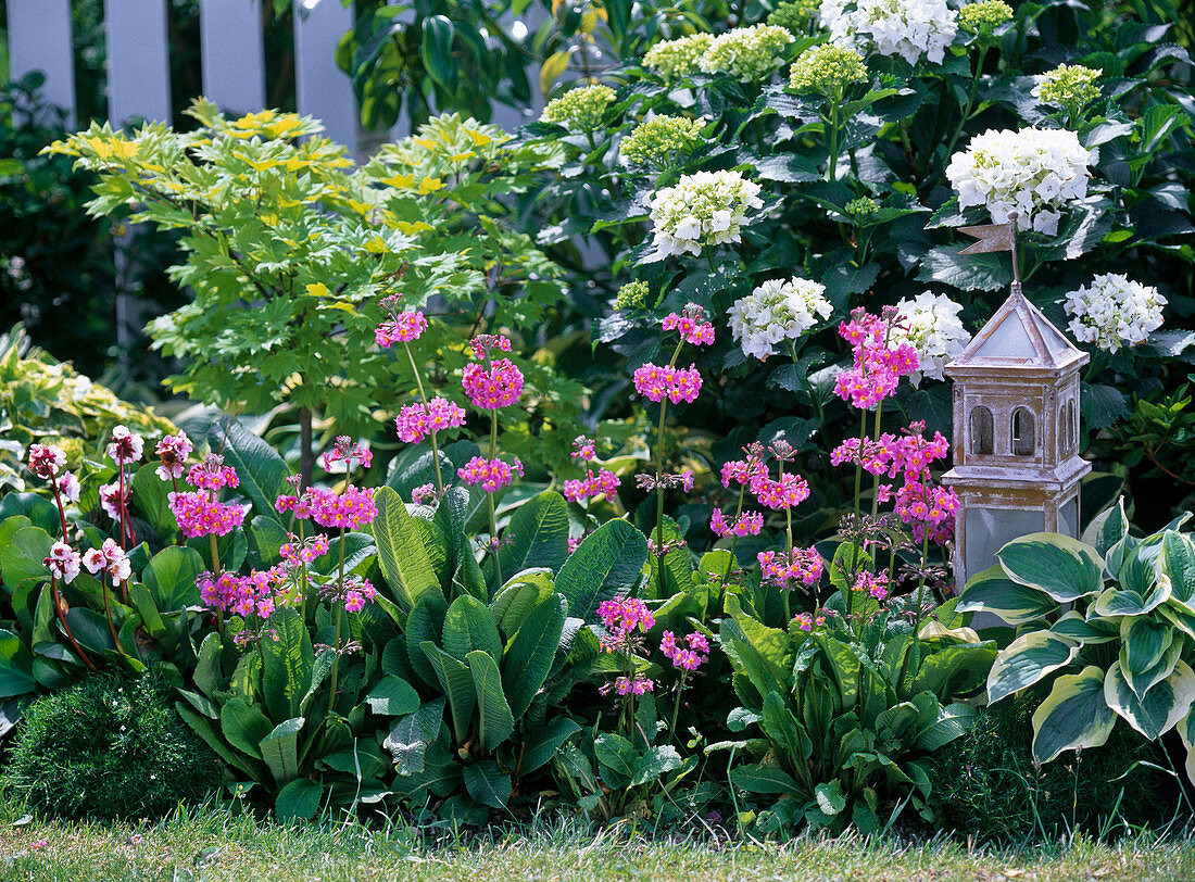 Acer japonicum 'Aureum' (Goldahorn), Primula beesiana (Etagenprimel)