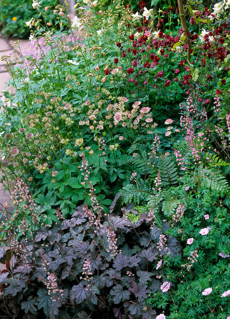 Shade bed with Astrantia (Starthistle), Aquilegia (Columbine)