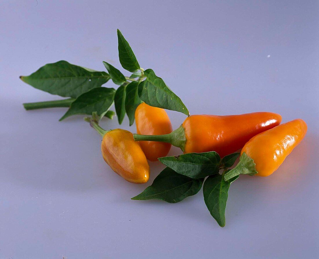 Capsicum (Chilli) as free-standing plants