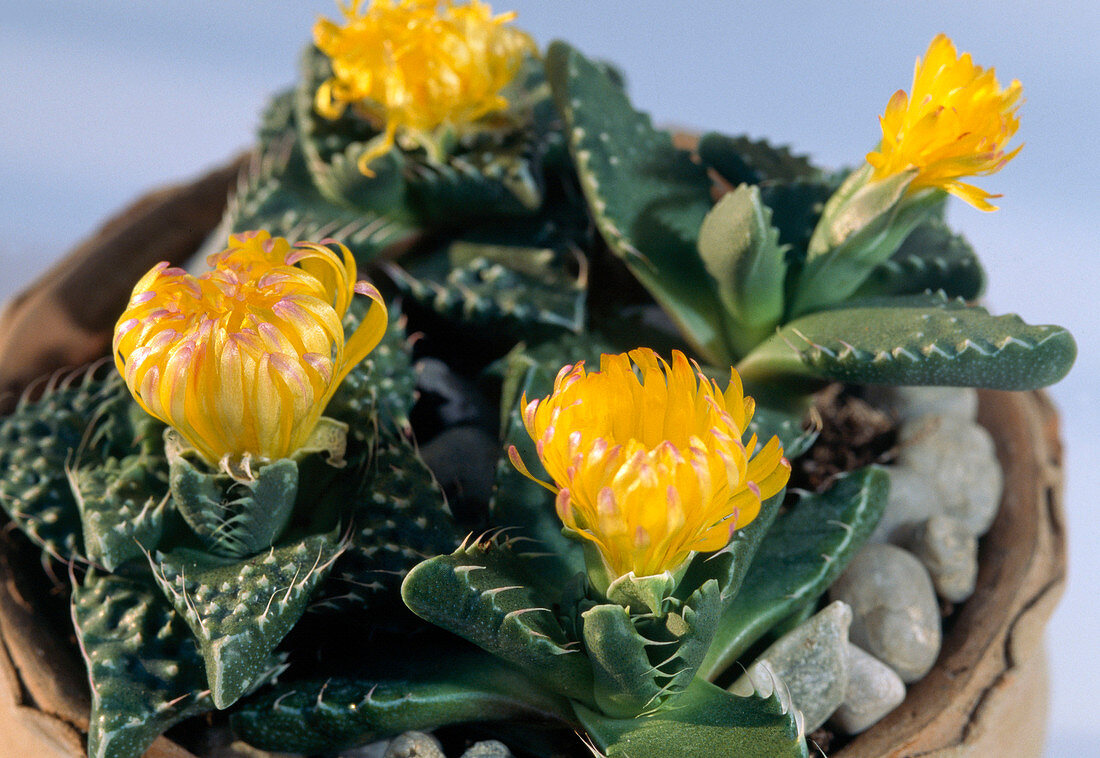 Faucaria tigrina (tiger mouth) in shell