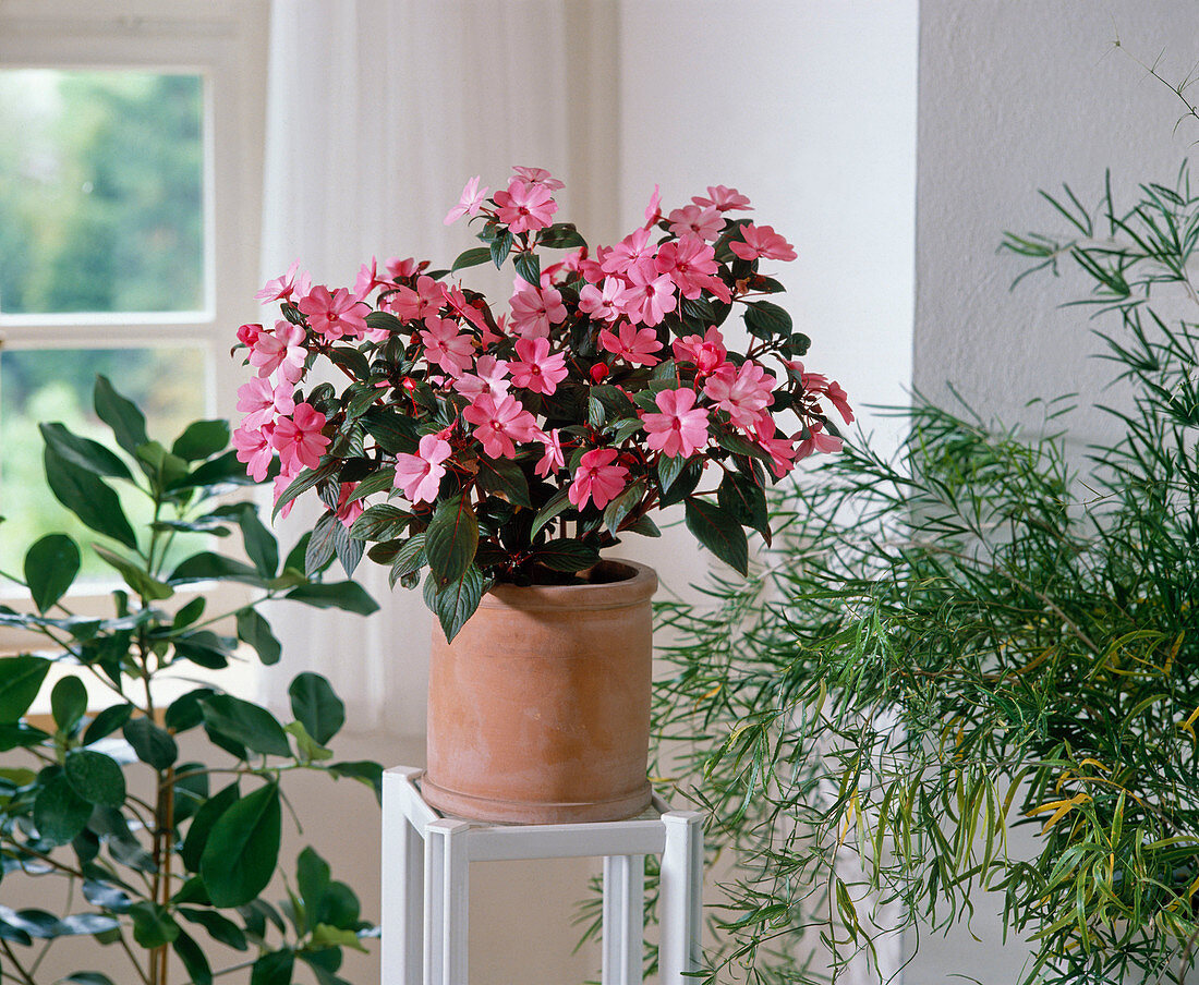 Impatiens New Guinea hybrid in terracotta pot