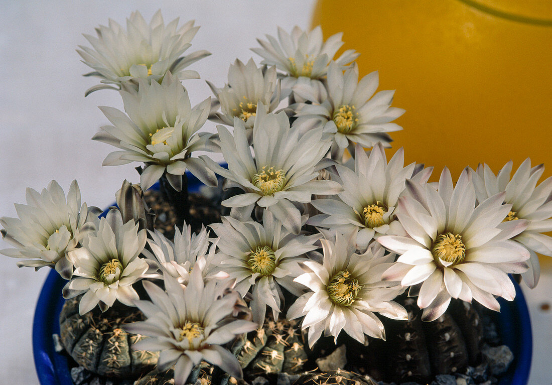 Gymnocalycium ragonesei, in the background Yellow Bowl