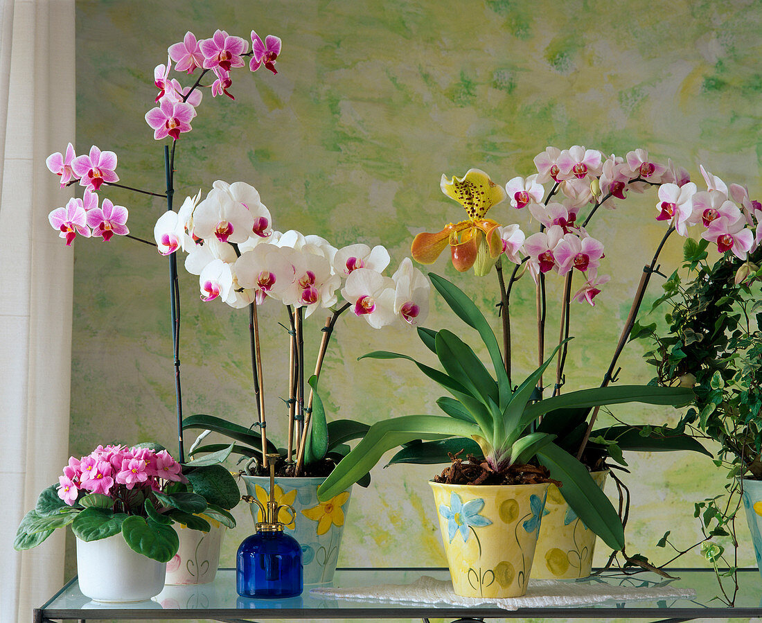 Phalaenopsis-Hybride (Schmetterlingsorchidee)