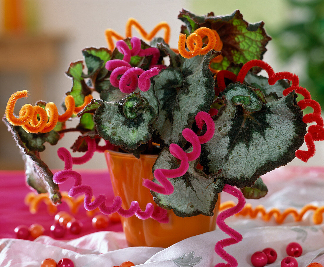 Begonia 'Escargot' (Snail begonia) with twisted pipe cleaners