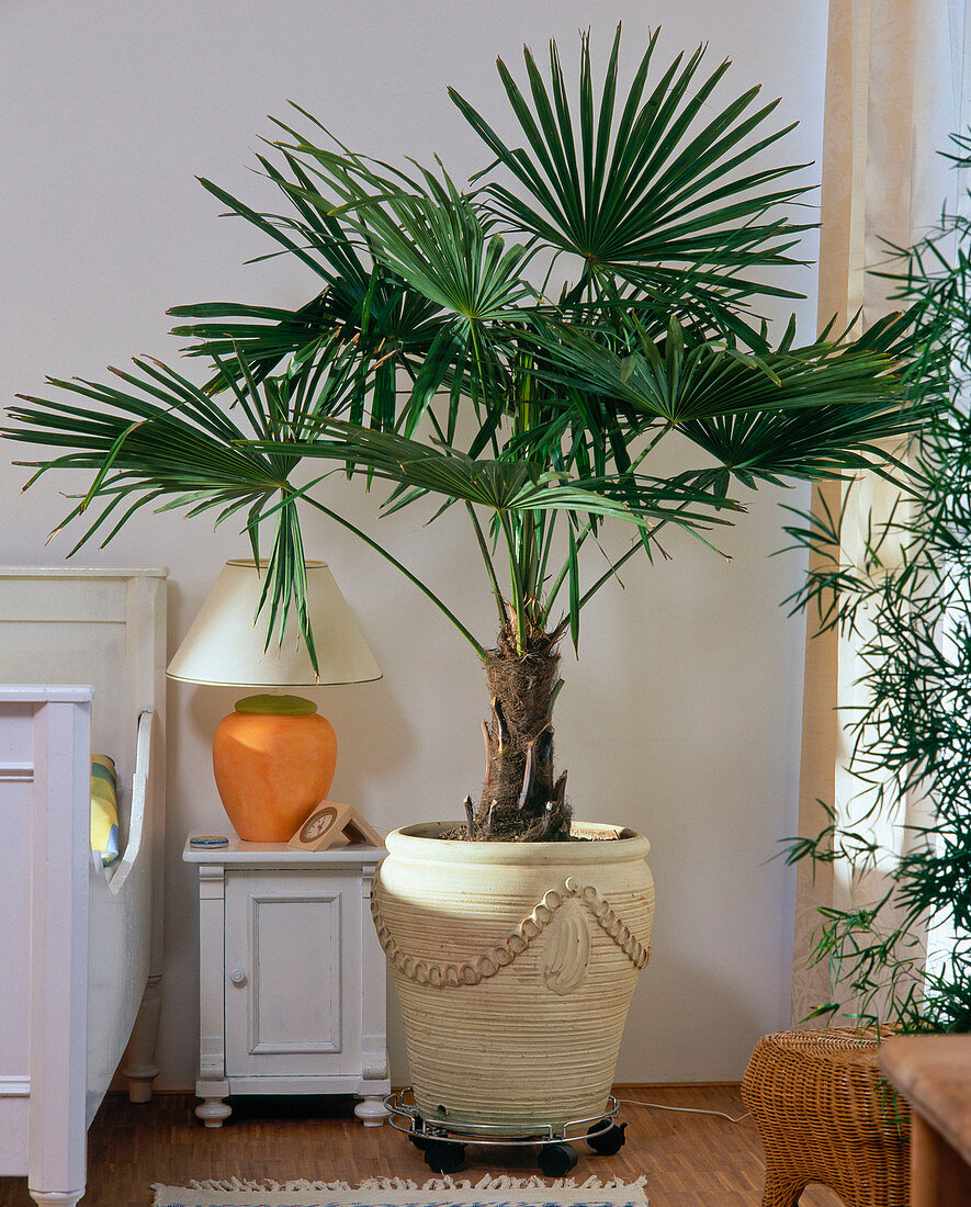 Chamaerops humilis (dwarf palm) in front of white wall