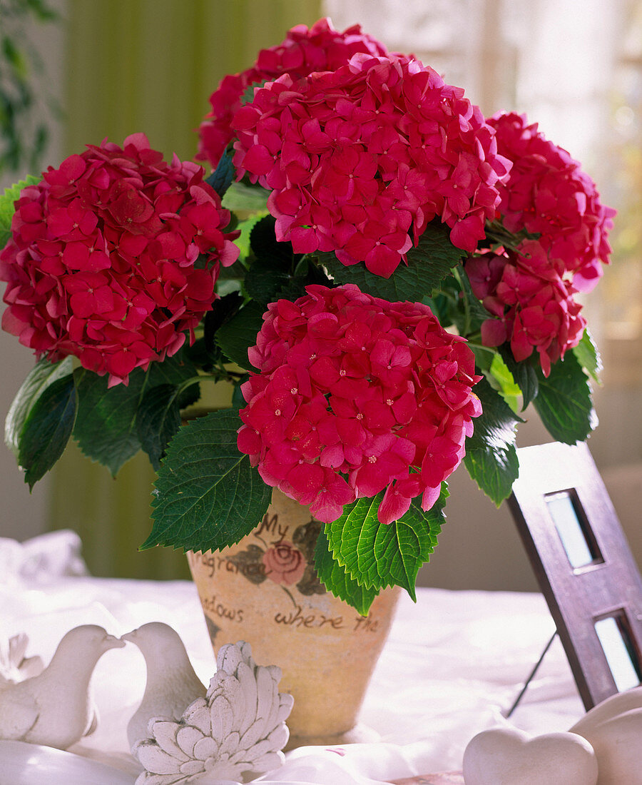 Hydrangea macrophylla (Hortensie), Tauben, Bilderrahmen