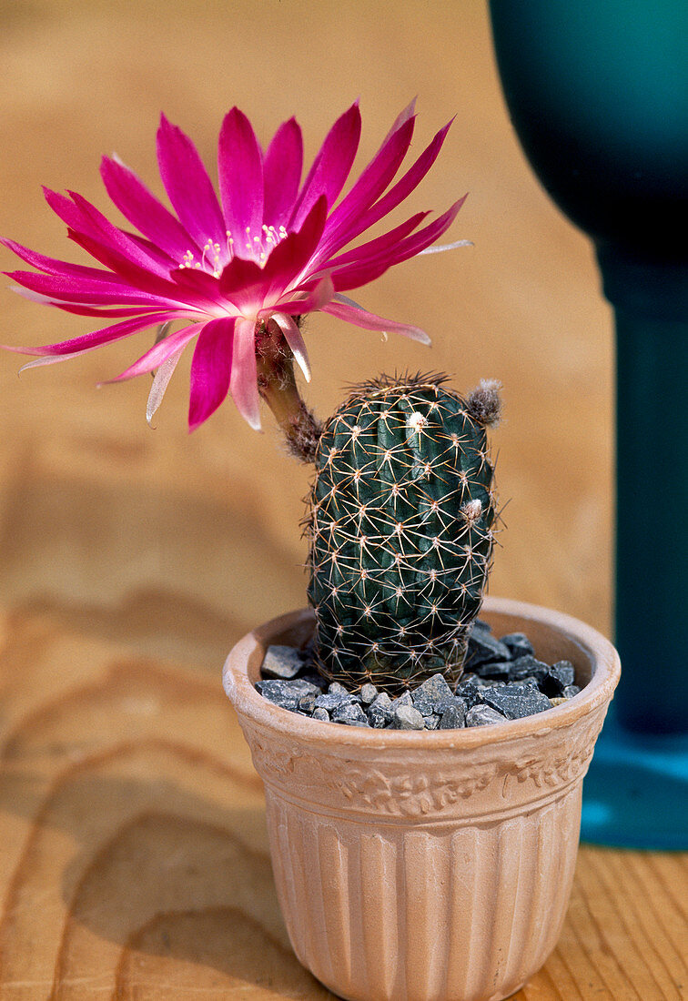 Lobivia zecheri v. fungiflora (One flower)