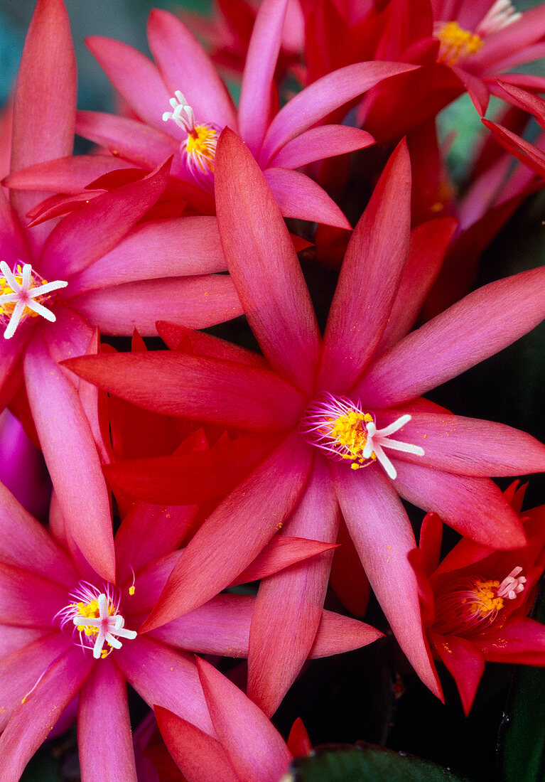 Blossoms of Rhipsalidopsis hybr. (Easter cactus)