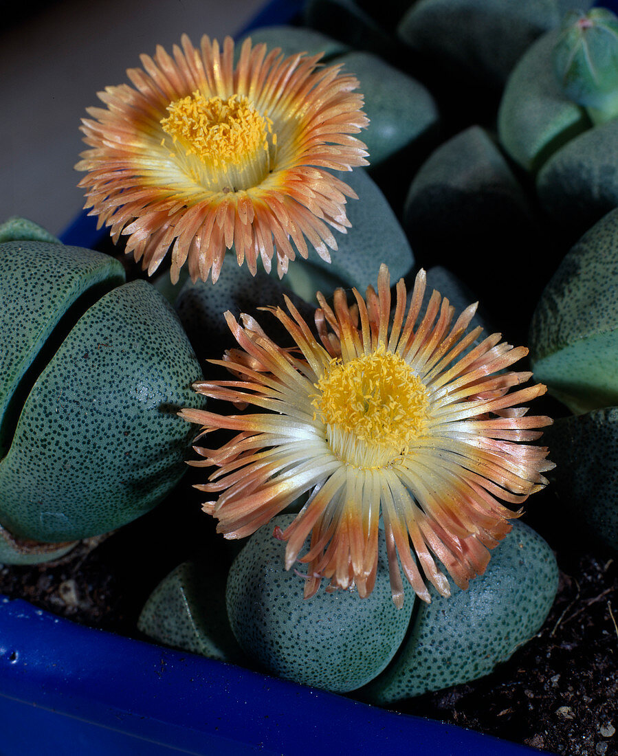 Pleiospilos Nelli In Blue Bowl