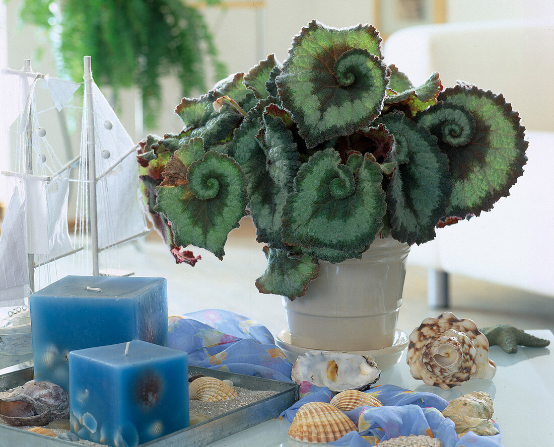 Begonia 'Olympia' (snail begonia) with maritime decoration