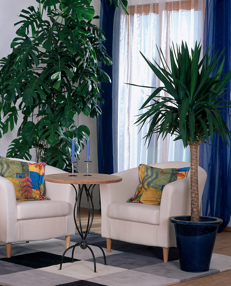 Yucca elephantipes, Monstera deliciosa, armchair with colourful cushions