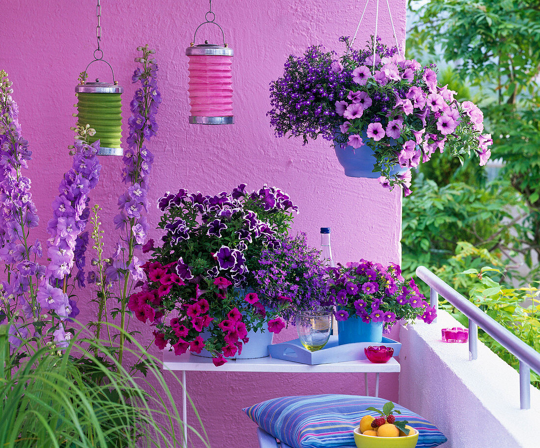 Petunia Calimero 'Belinda''Rose' , Sylvana 'King' (Petunien)