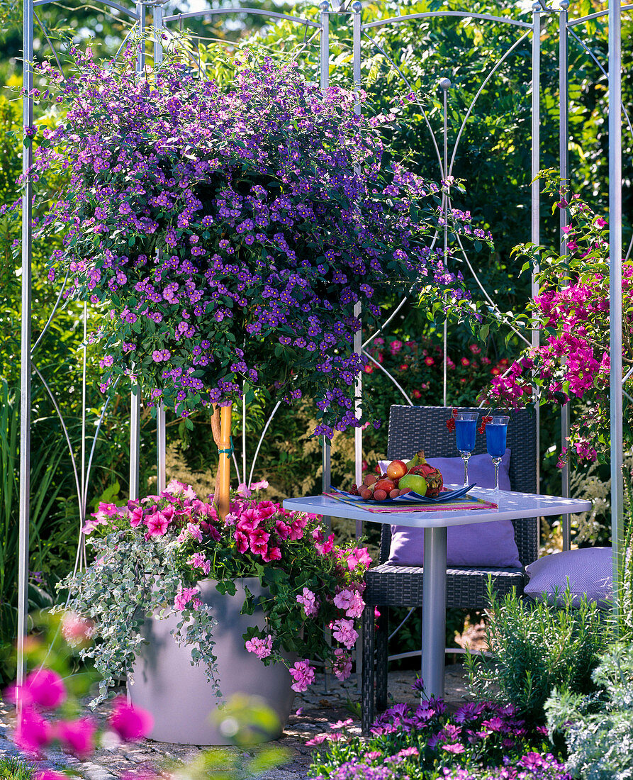 Solanum rantonnetii (gentian tree) underplanted with Petunia (petunia)