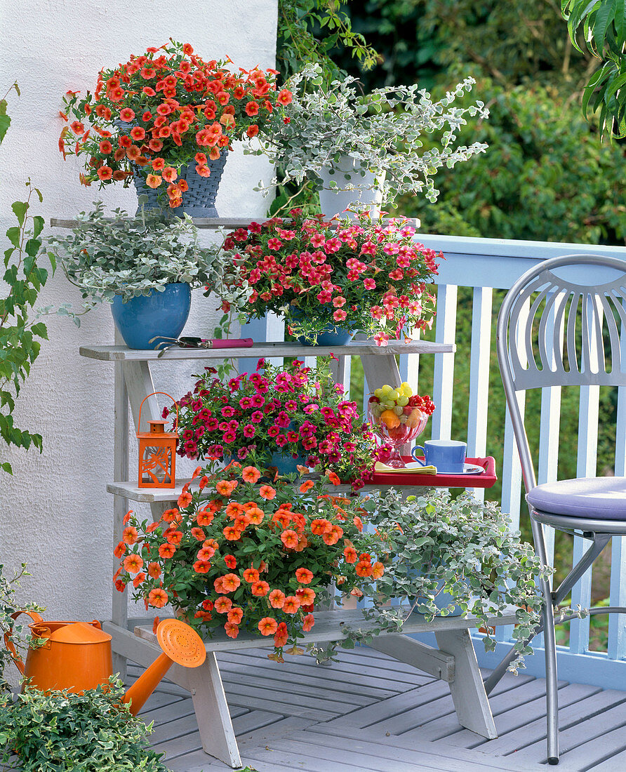 Calibrachoa Celebration 'Orange Sunset', 'Star Purple' 'Deep Red'