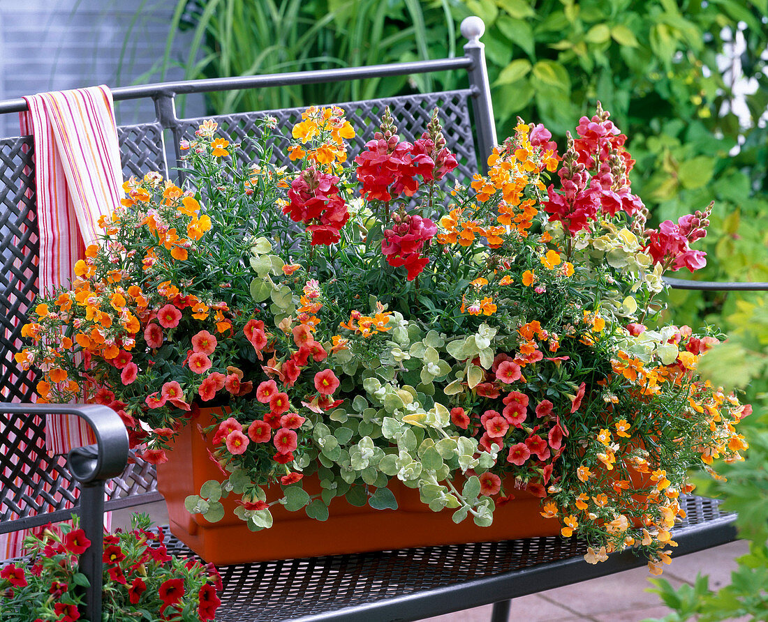 Calibrachoa Celebration 'Orange Sunset'