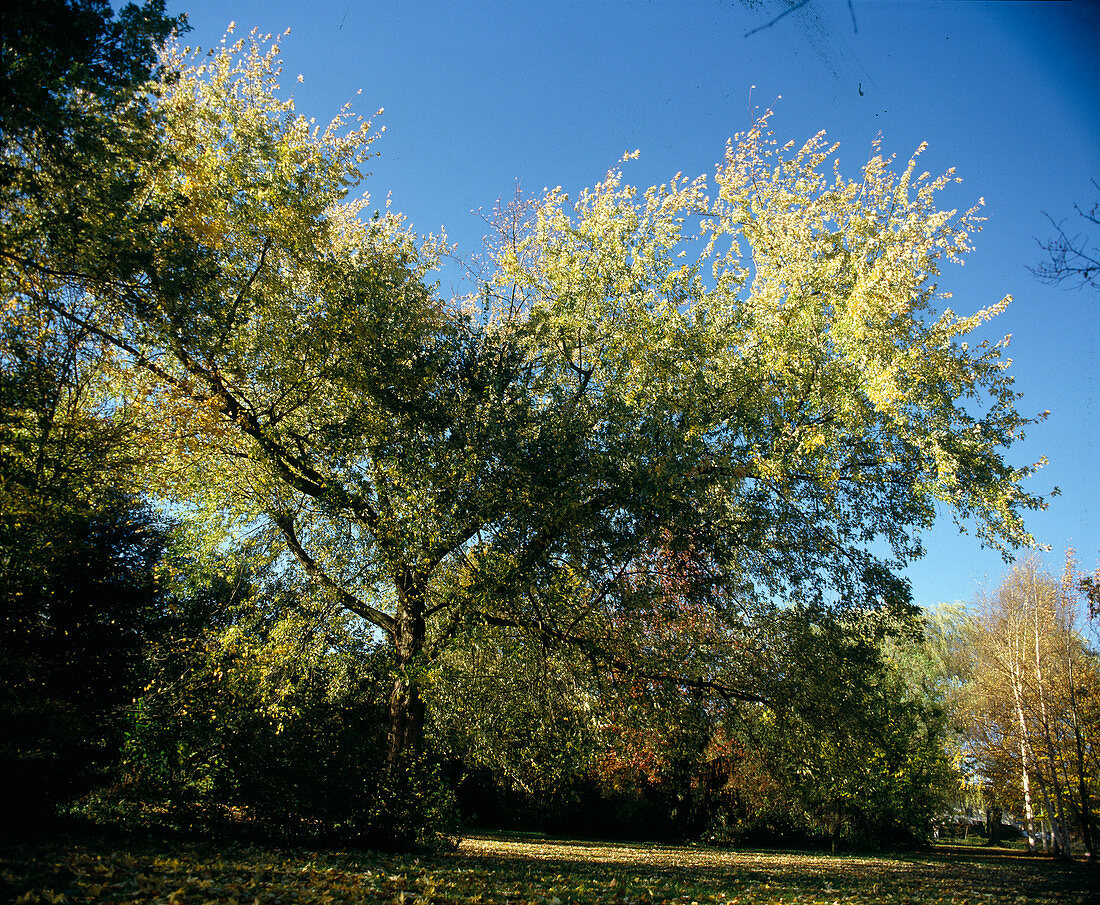 Acer saccharinum 'Lutescens' (Gelbblättriger Silberahorn)