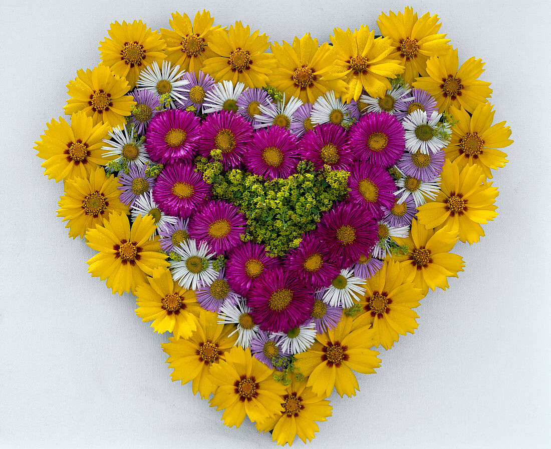 Herz aus Coreopsis (Mädchenauge), Erigeron (Feinstrahl), Alchemilla