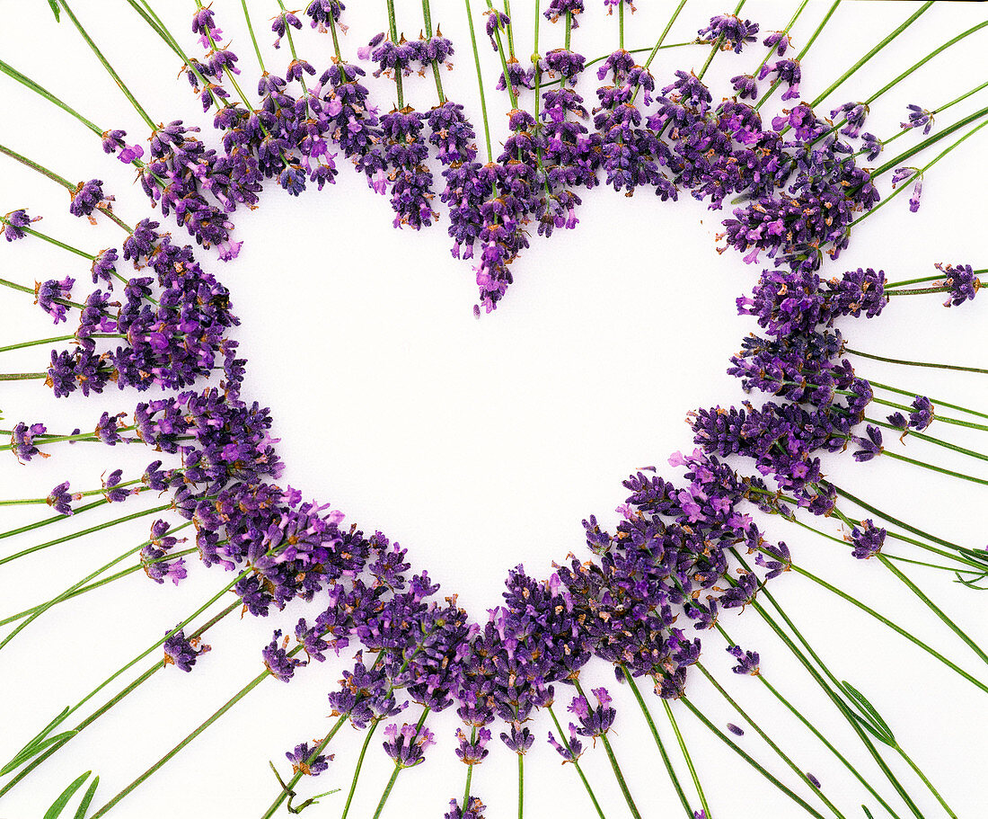 Herz aus Lavandula (Lavendel) mit nach außen zeigenden Stängeln