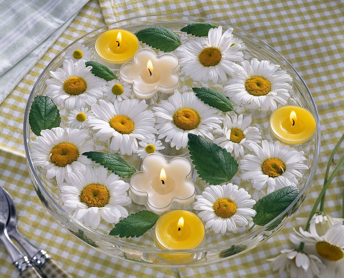 Leucanthemum (marguerite) flowers and Melissa leaves