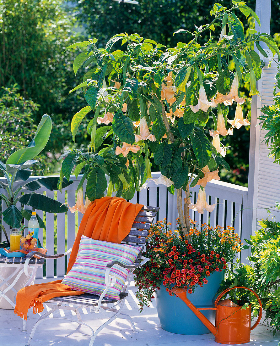 Datura syn. Brugmansia (angel trumpet) planted