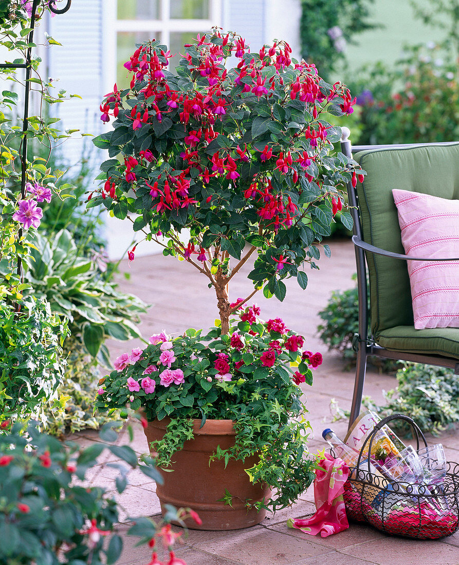 Fuchsia, stem planted with impatiens