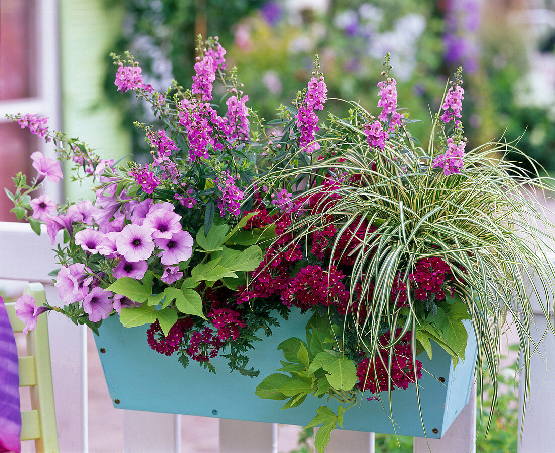 Carex 'Evergold' (Bunt - Segge), Angelonia (Engelsgesicht), Petunia