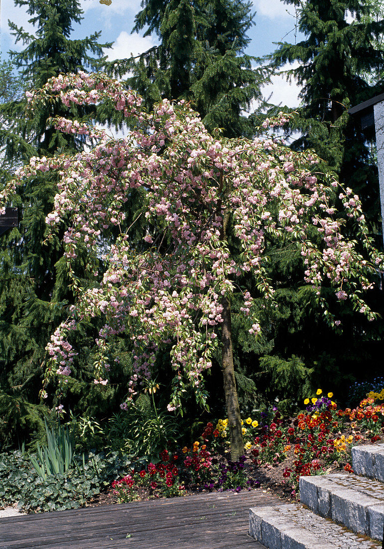 Prunus 'Kiku Shidare Zakura' (Carnation Cherry)