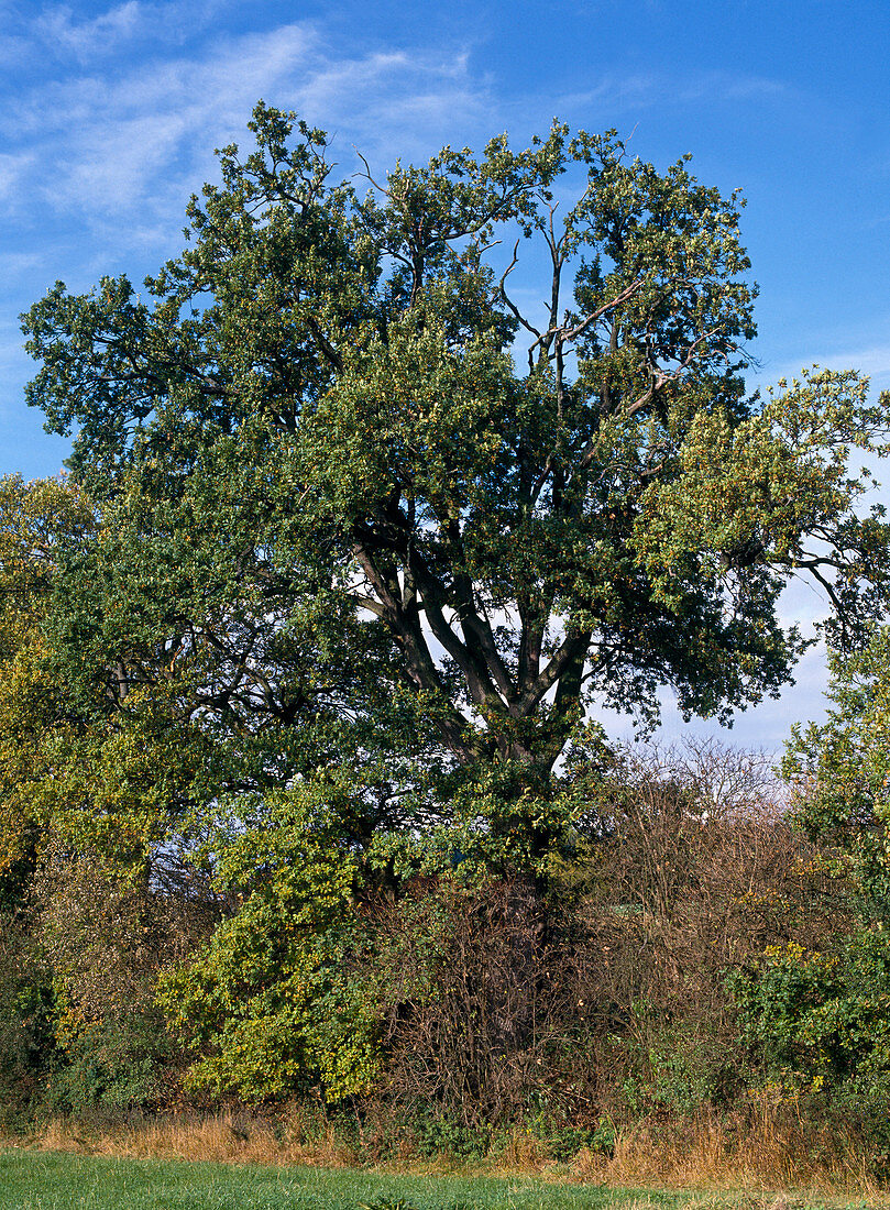 Quercus robur (Stieleiche, Sommereiche)