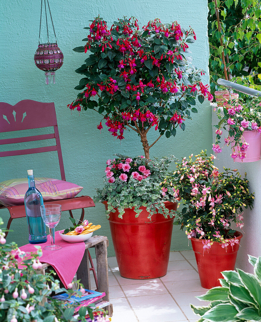 Shadow balcony with fuchsia, stems and bush