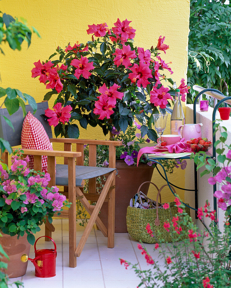 Hibiscus rosa-sinensis (rosemary), Bougainvillea