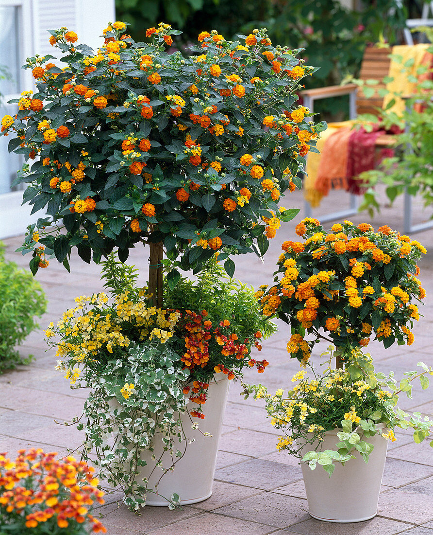 Lantana 'Sunkiss', large and small stem