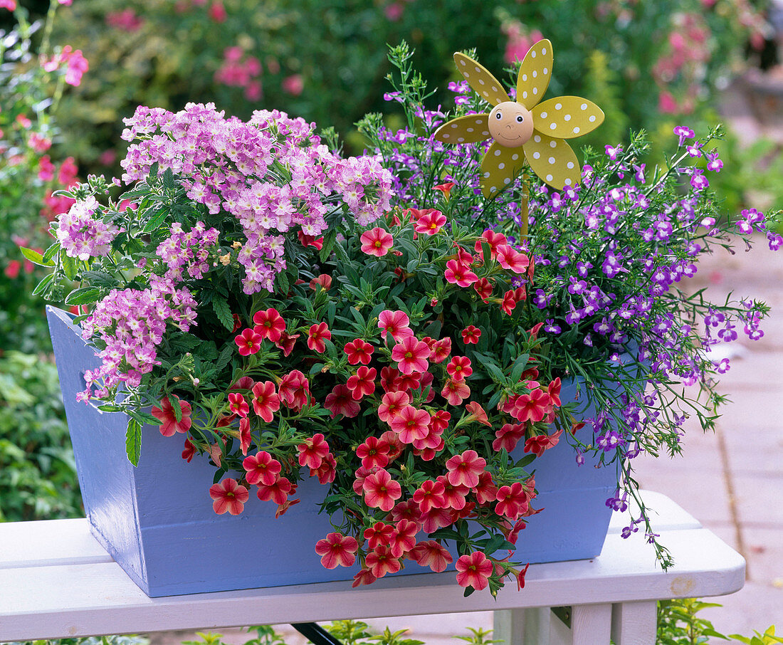 Calibrachoa Celebration 'Star Orange' (Zauberglöckchen)