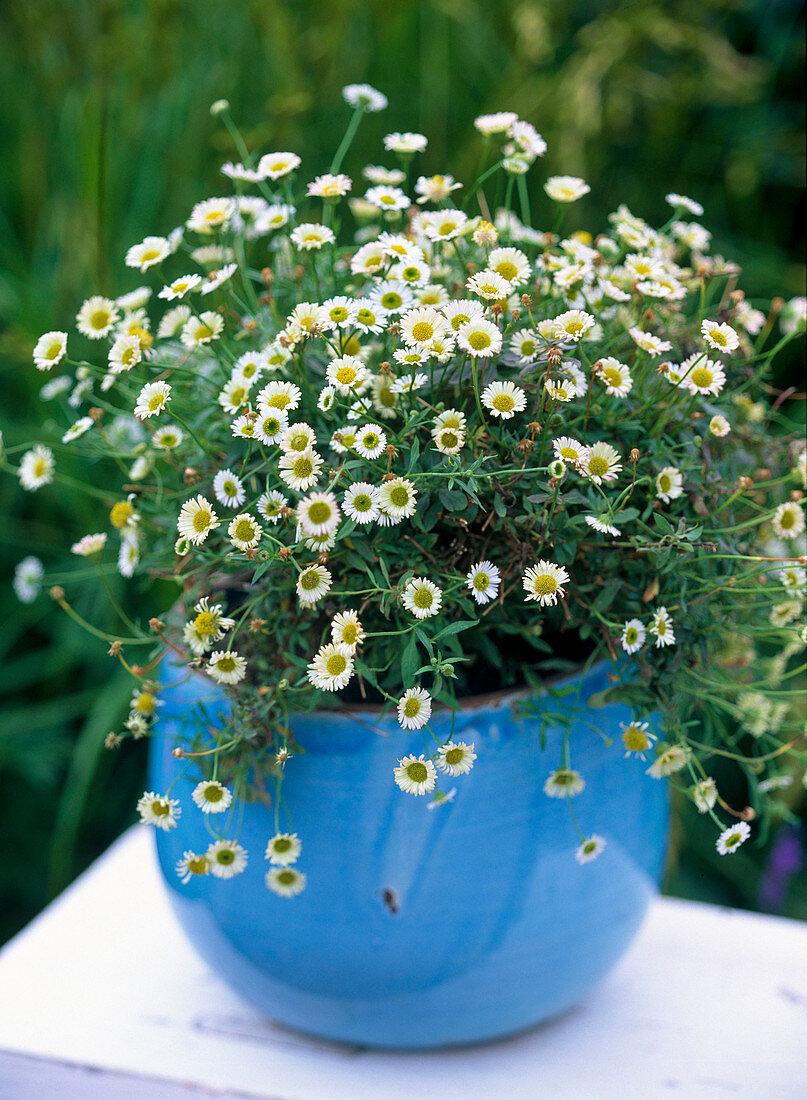 Erigeron karvinskianus (White daisy)