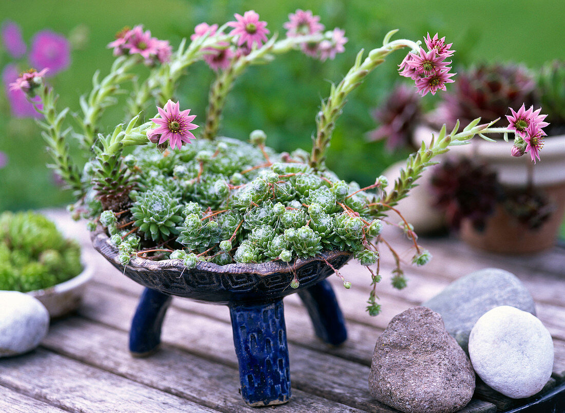 Sempervivum arachnoideum (spiderweb house root)