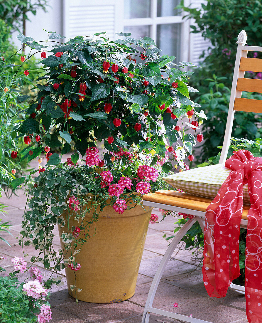 Abutilon megapotamicum (beautiful mallow) underplanted